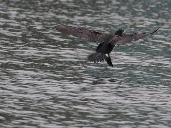 カワウ 東京港野鳥公園 2024年4月29日(月)