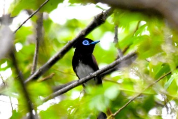 サンコウチョウ 大阪市内 2024年4月29日(月)