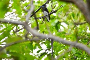 サンコウチョウ 場所が不明 2024年4月29日(月)