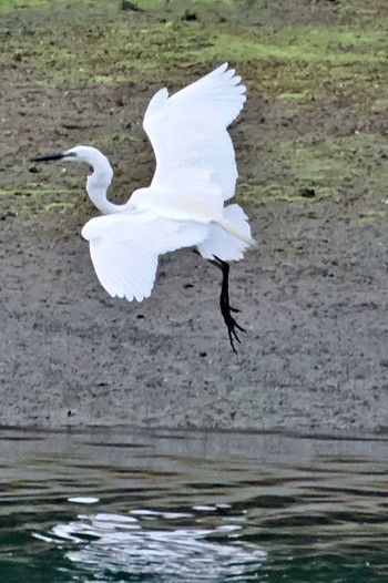 Great Egret 愛媛県 Sun, 4/28/2024