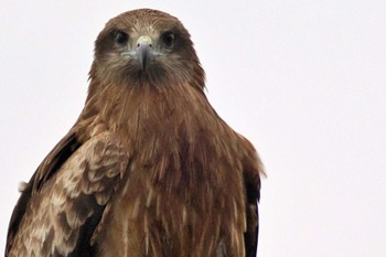 Black Kite 愛媛県 Mon, 4/29/2024