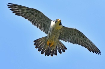 Peregrine Falcon Aobayama Park Mon, 4/29/2024