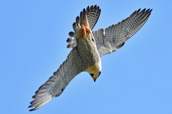 Peregrine Falcon Aobayama Park Mon, 4/29/2024