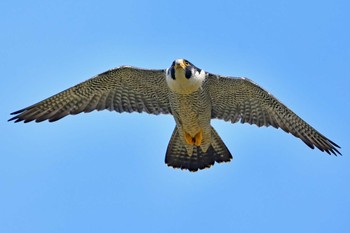 Peregrine Falcon Aobayama Park Mon, 4/29/2024