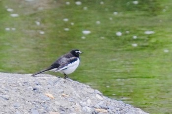 Japanese Wagtail 比叡山 Mon, 4/29/2024