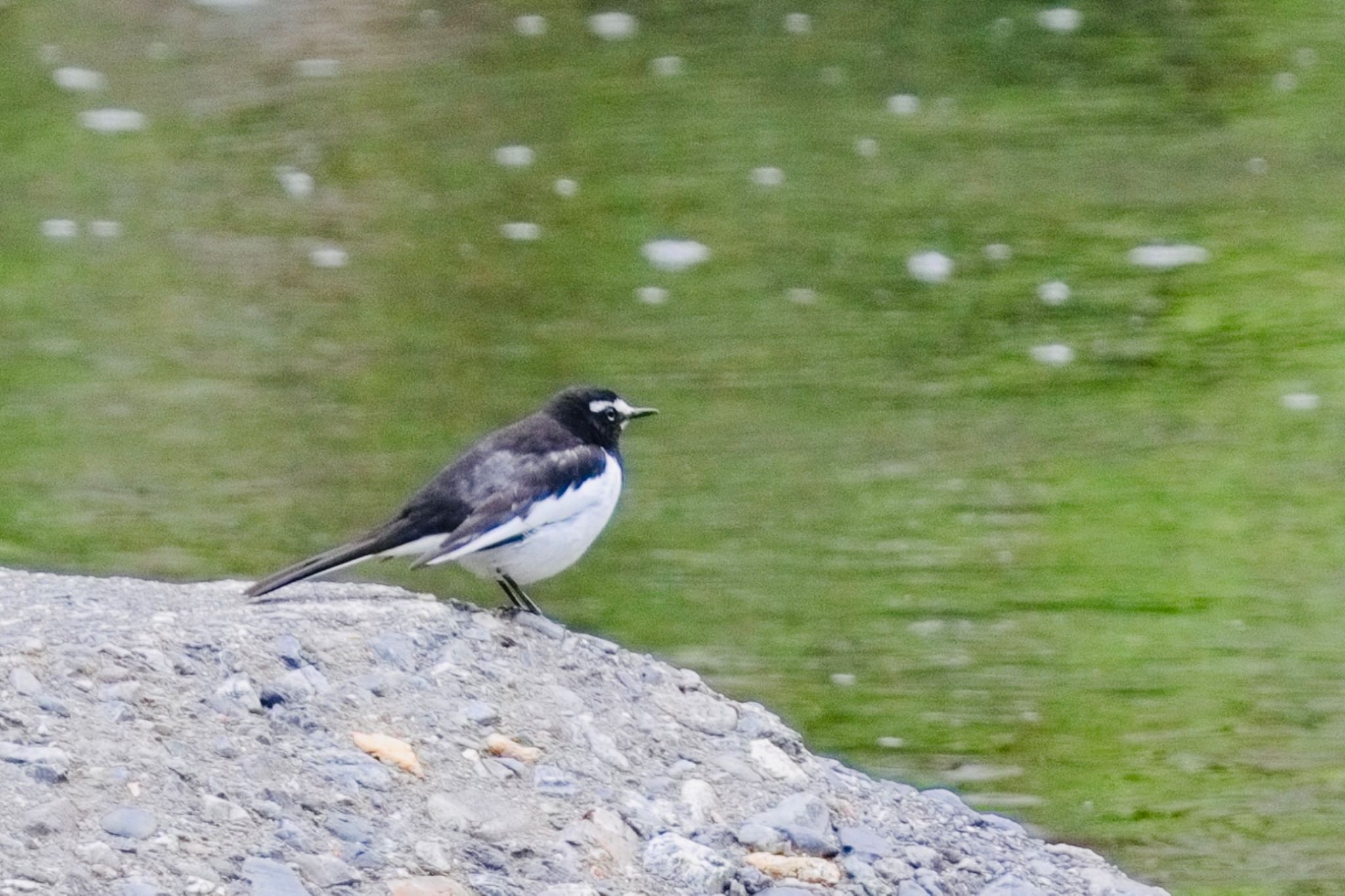 Photo of Japanese Wagtail at 比叡山 by Noyama