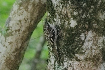 Eurasian Treecreeper 比叡山 Mon, 4/29/2024