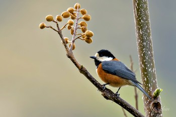 Varied Tit 北杜市 Mon, 4/29/2024