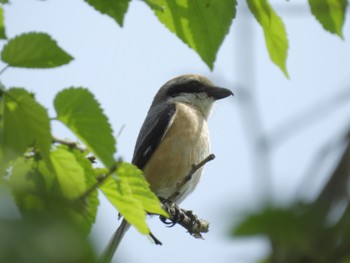 Bull-headed Shrike Watarase Yusuichi (Wetland) Mon, 4/29/2024