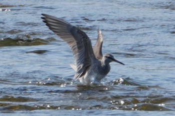 Grey-tailed Tattler 多摩川 Sun, 4/28/2024