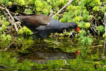 Common Moorhen 多摩川 Sun, 4/28/2024