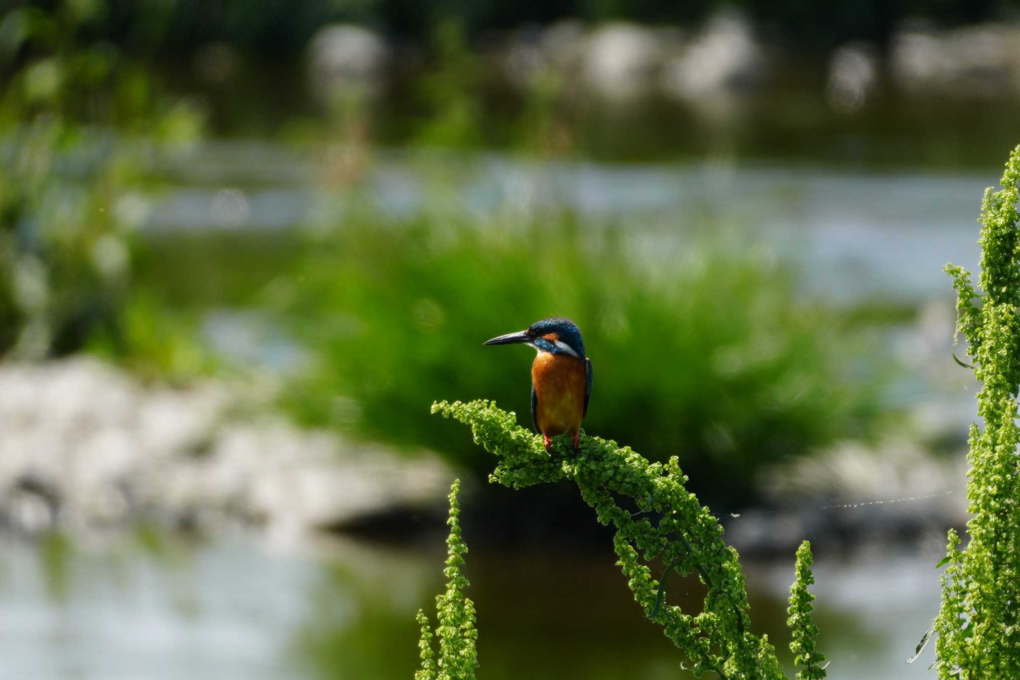 Photo of Common Kingfisher at 多摩川 by ツートン