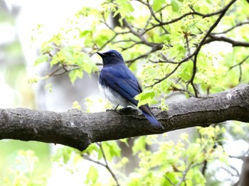 Blue-and-white Flycatcher 豊平公園(札幌市) Tue, 4/30/2024