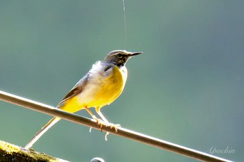 Grey Wagtail 日向渓谷 Sun, 4/28/2024