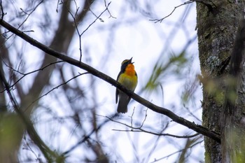 キビタキ 軽井沢野鳥の森 2024年4月28日(日)