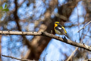 Narcissus Flycatcher Karuizawa wild bird forest Sun, 4/28/2024