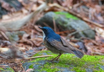 Siberian Blue Robin 山梨県 Mon, 4/29/2024