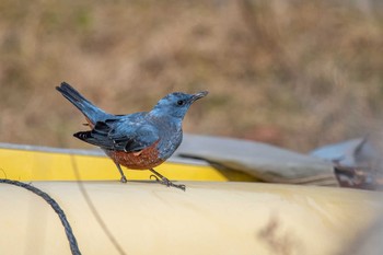 イソヒヨドリ 藤江海岸(兵庫県明石市) 2019年1月1日(火)