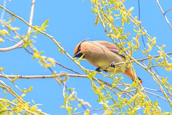 Japanese Waxwing いなみ野水辺の里公園 Fri, 3/29/2024