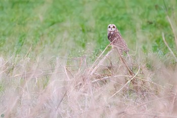 Short-eared Owl 埼玉　荒川河川敷 Sun, 3/17/2024