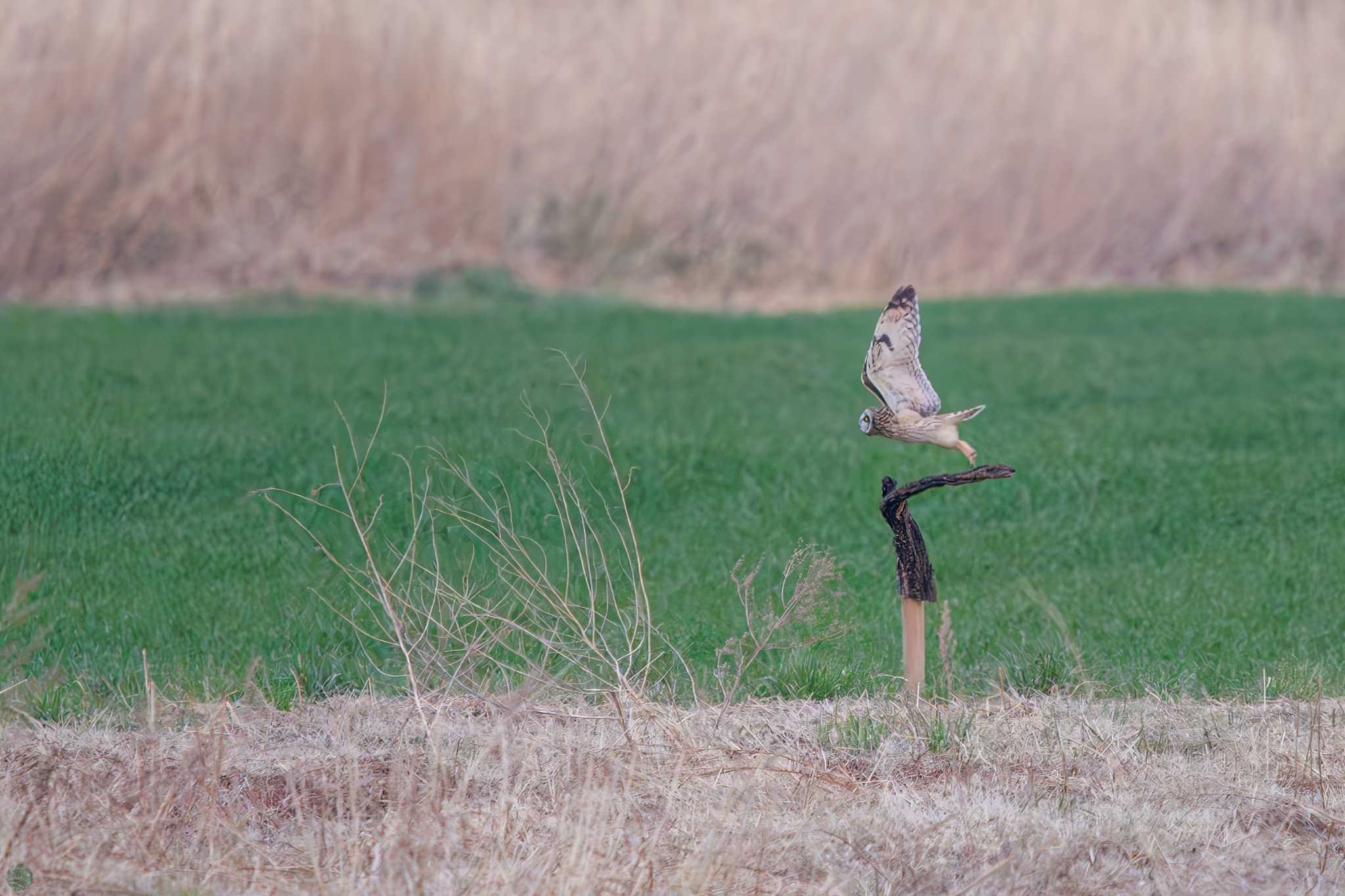 埼玉　荒川河川敷 コミミズクの写真 by d3_plus