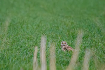 Short-eared Owl 埼玉　荒川河川敷 Sun, 3/17/2024