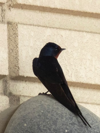 Barn Swallow 国営木曽三川公園138タワーパーク Mon, 4/29/2024