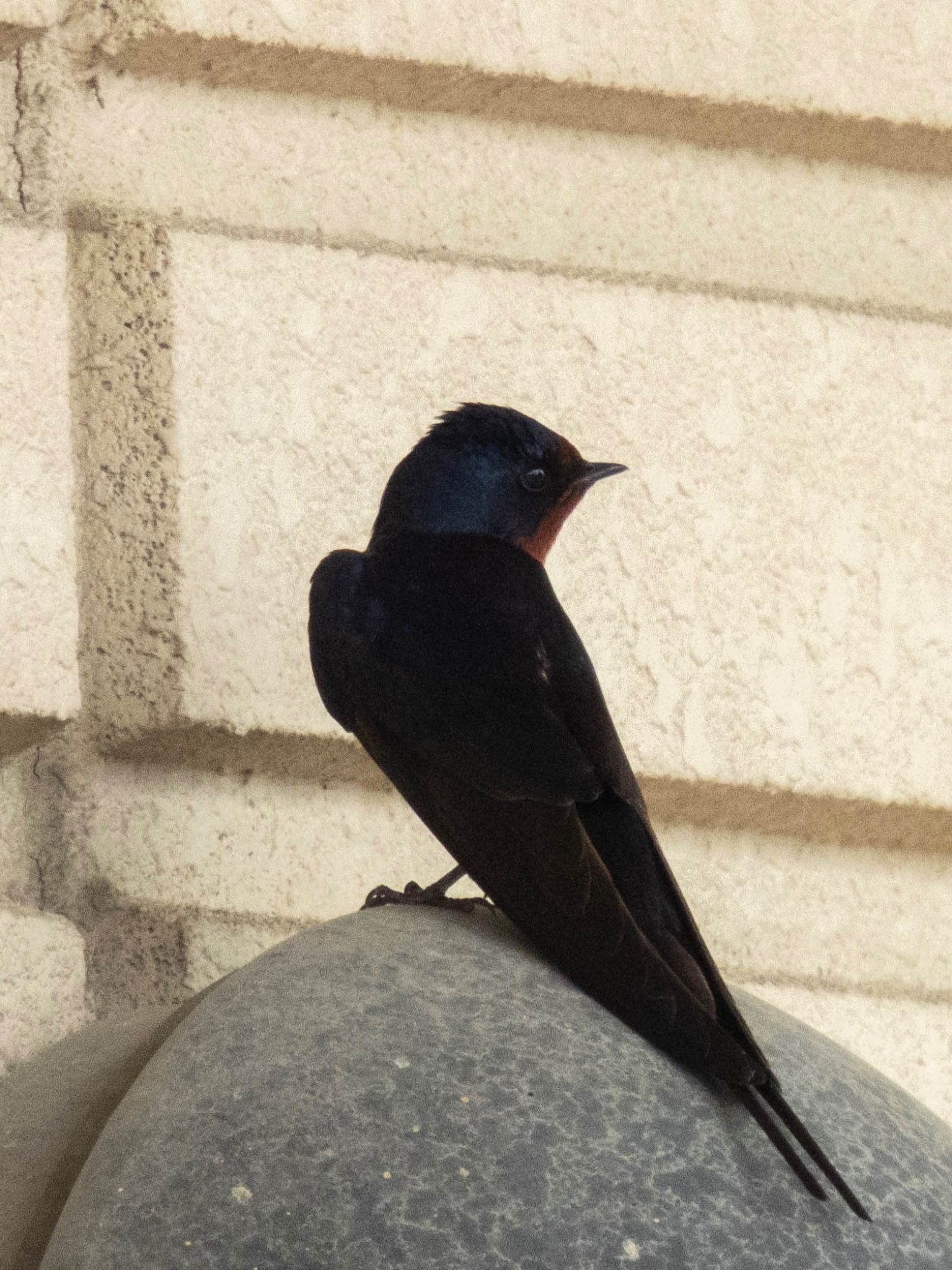 Photo of Barn Swallow at 国営木曽三川公園138タワーパーク by じゃすみん 岐阜ラブ❤︎