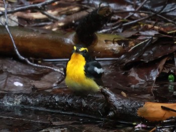 Narcissus Flycatcher 西湖野鳥の森公園 Mon, 4/29/2024