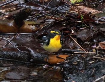 Narcissus Flycatcher 西湖野鳥の森公園 Mon, 4/29/2024