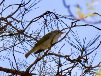 センダイムシクイ 西湖野鳥の森公園 2024年4月28日(日)