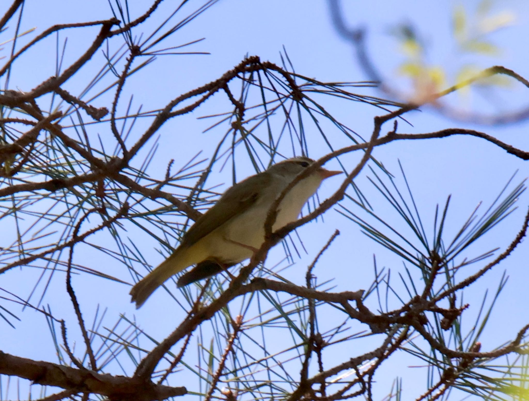 Photo of Eastern Crowned Warbler at 西湖野鳥の森公園 by megu