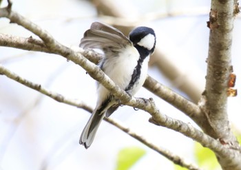 Japanese Tit 西湖野鳥の森公園 Sun, 4/28/2024