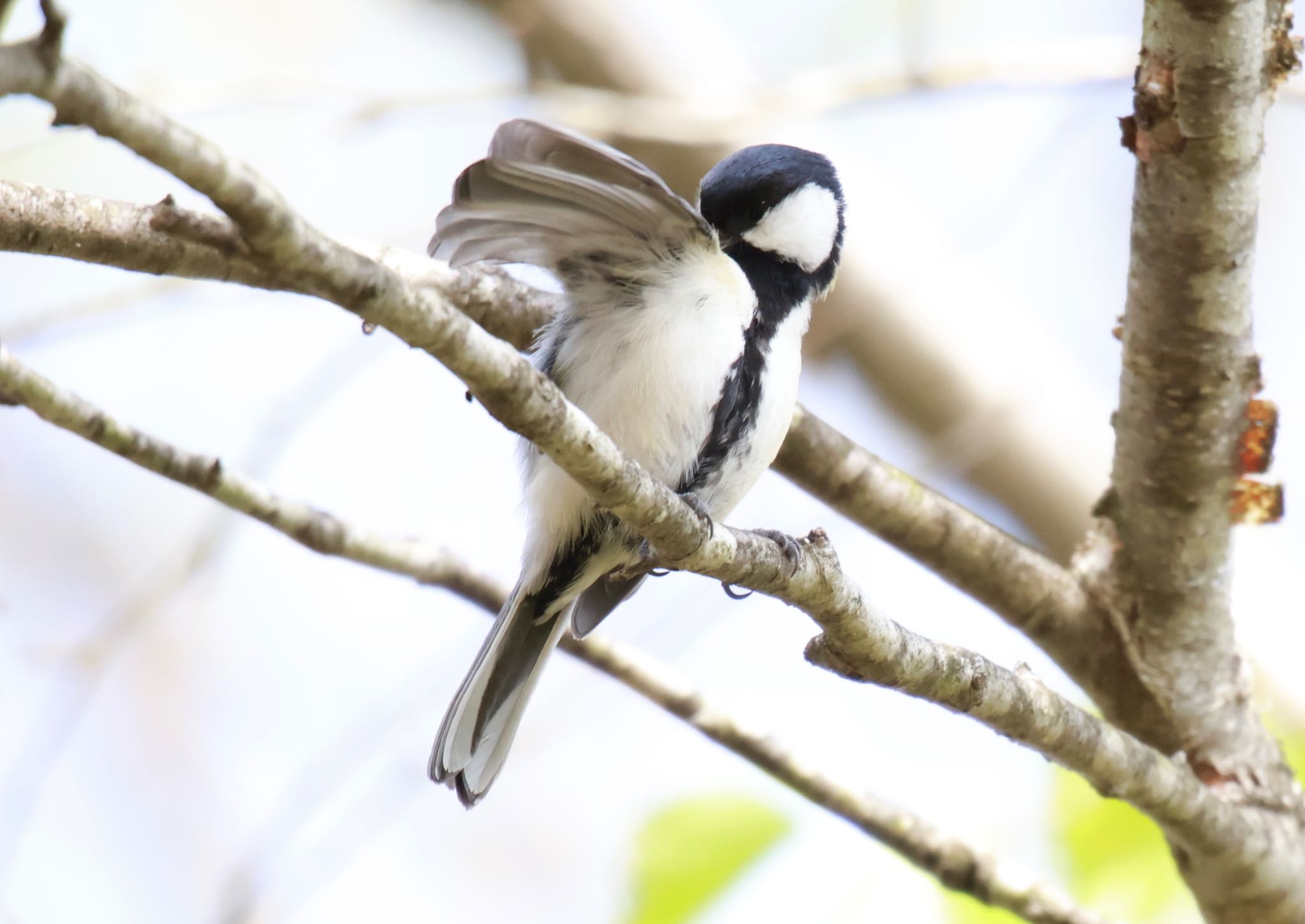 Photo of Japanese Tit at 西湖野鳥の森公園 by megu