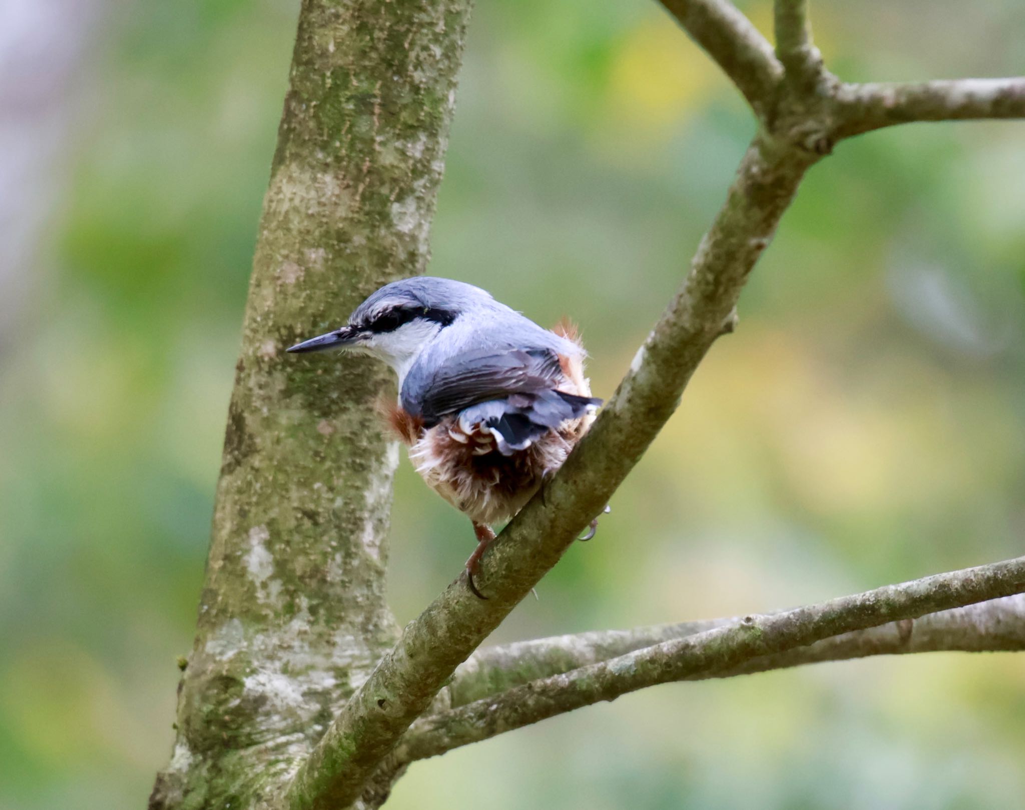 Photo of Eurasian Nuthatch at 西湖野鳥の森公園 by megu