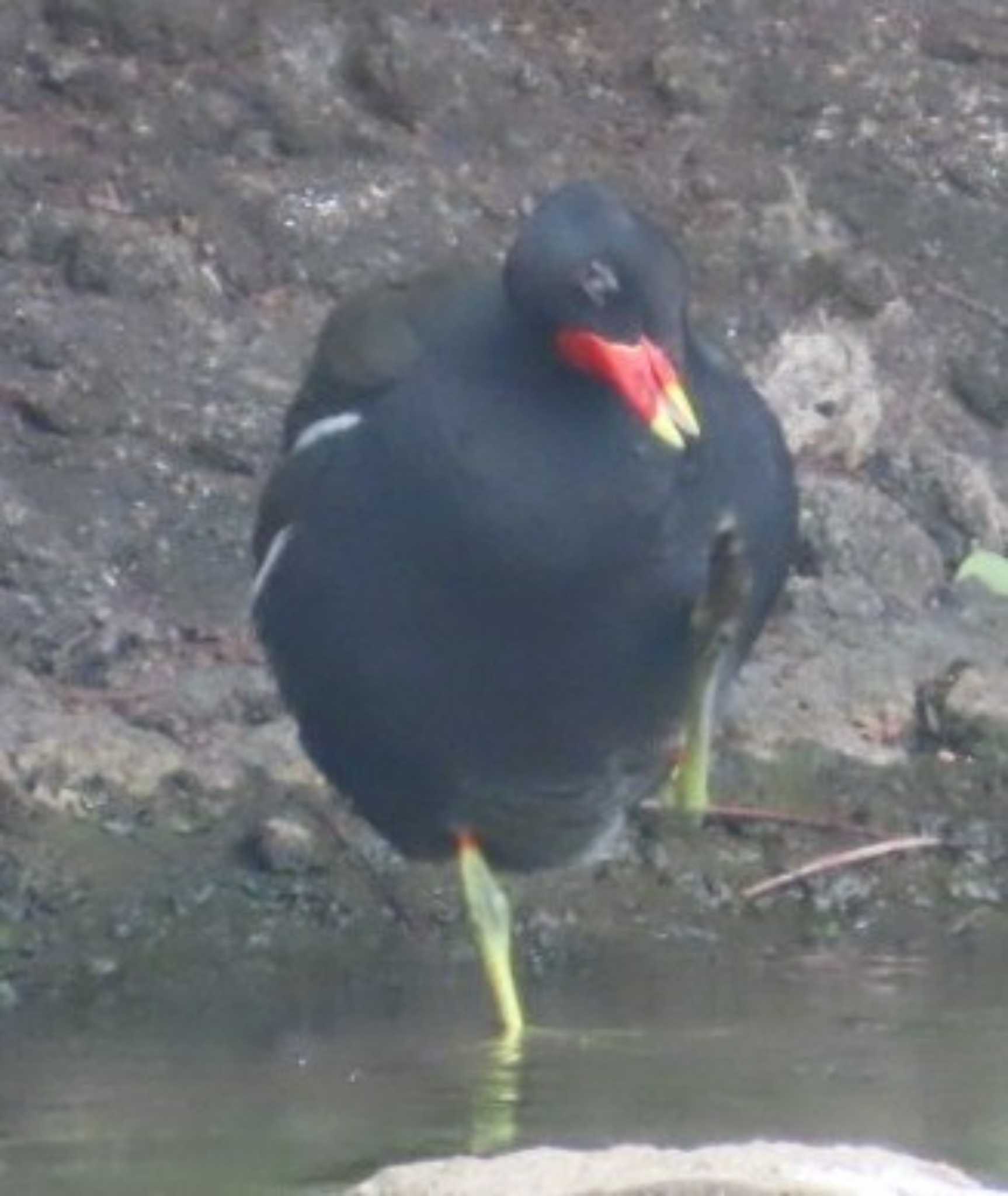 Photo of Common Moorhen at Ukima Park by 生き物好きのY