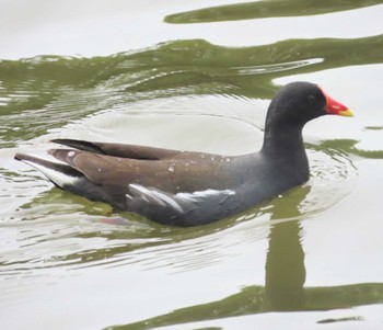 Common Moorhen Ukima Park Mon, 4/29/2024