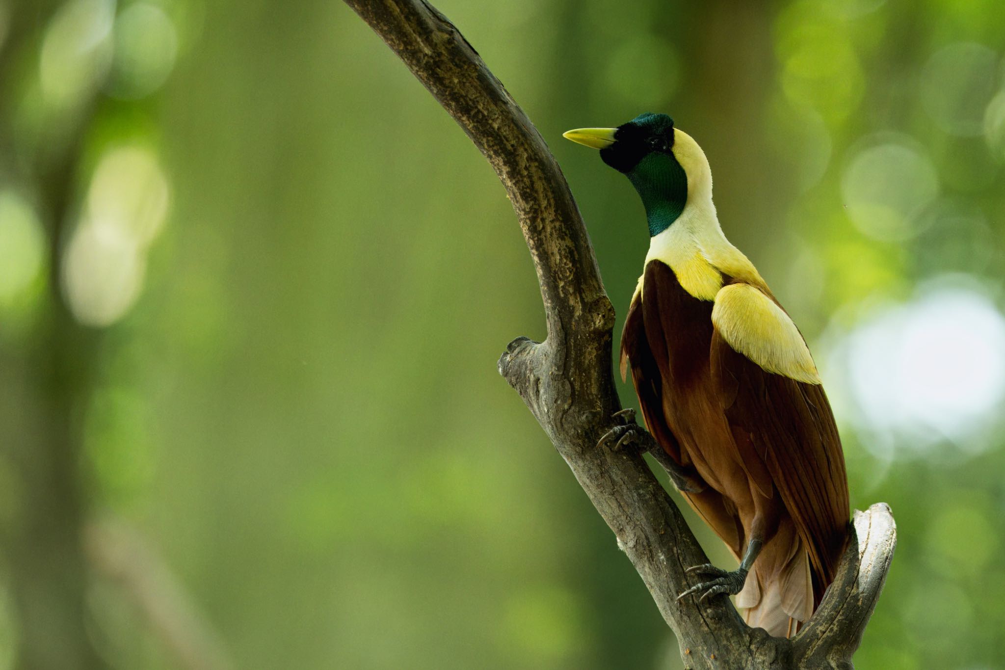 Photo of Red Bird-of-paradise at Ubud by MoMoの野鳥記録🦅(๑>◡<๑)