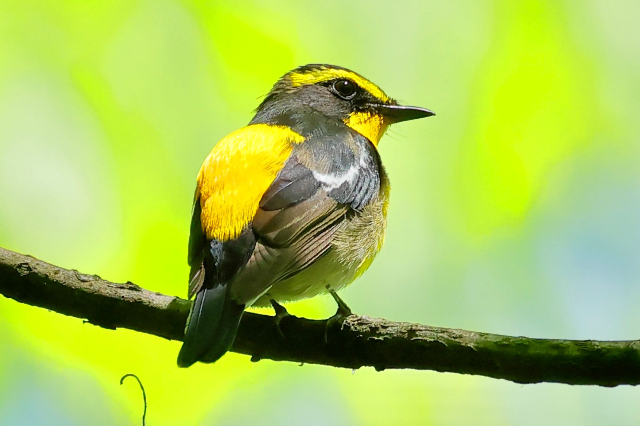 Photo of Narcissus Flycatcher at  by トシさん