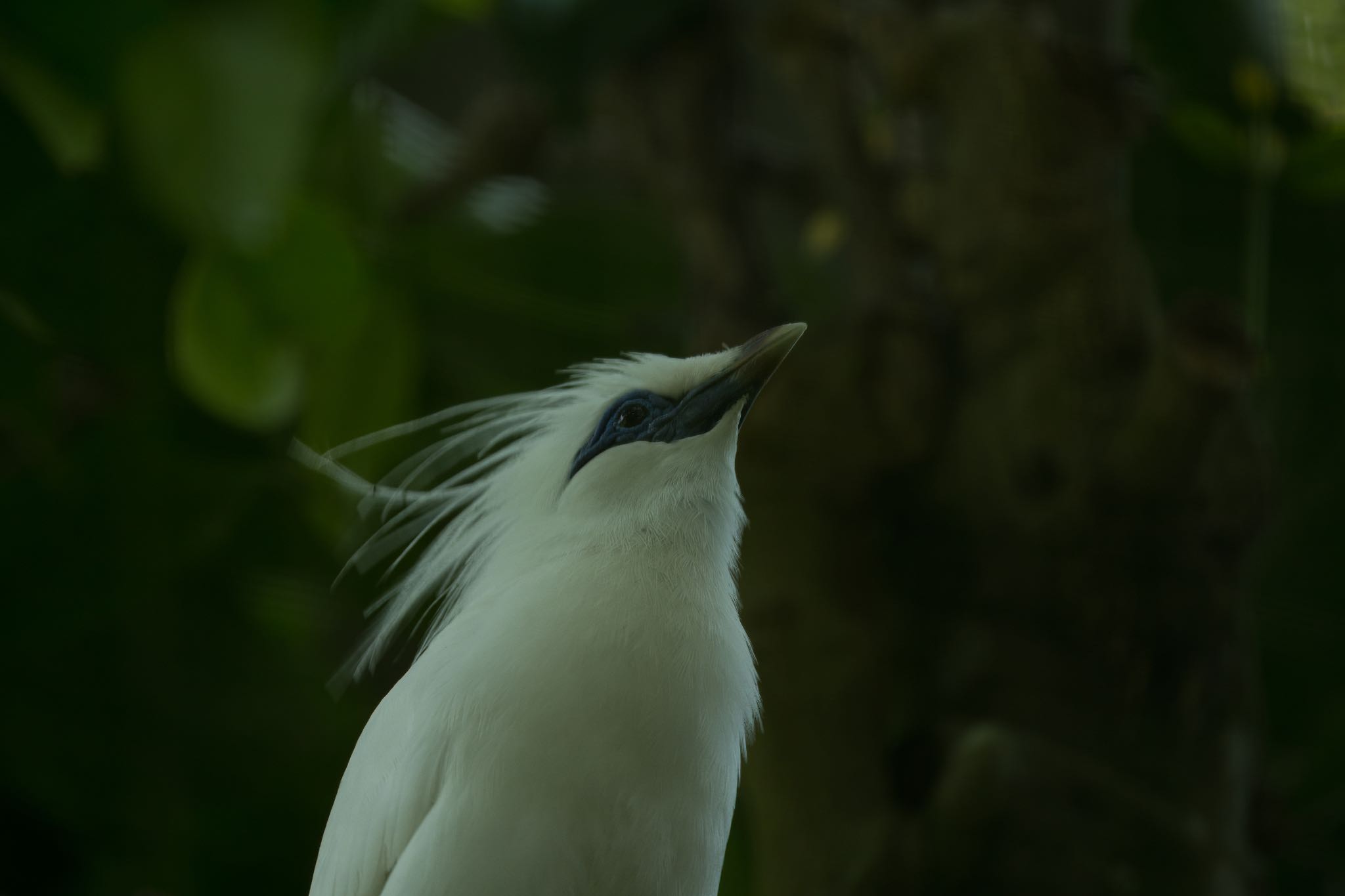 Photo of Bali Myna at Ubud by MoMoの野鳥記録🦅(๑>◡<๑)