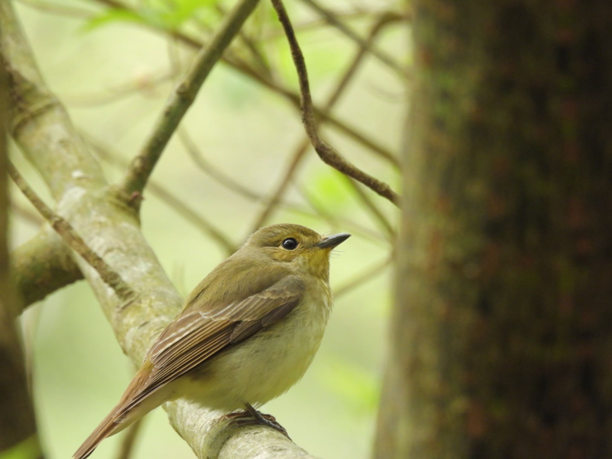 Photo of Narcissus Flycatcher at 金剛山 by トモカズ