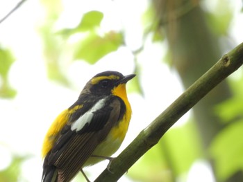 Narcissus Flycatcher 金剛山 Mon, 4/29/2024