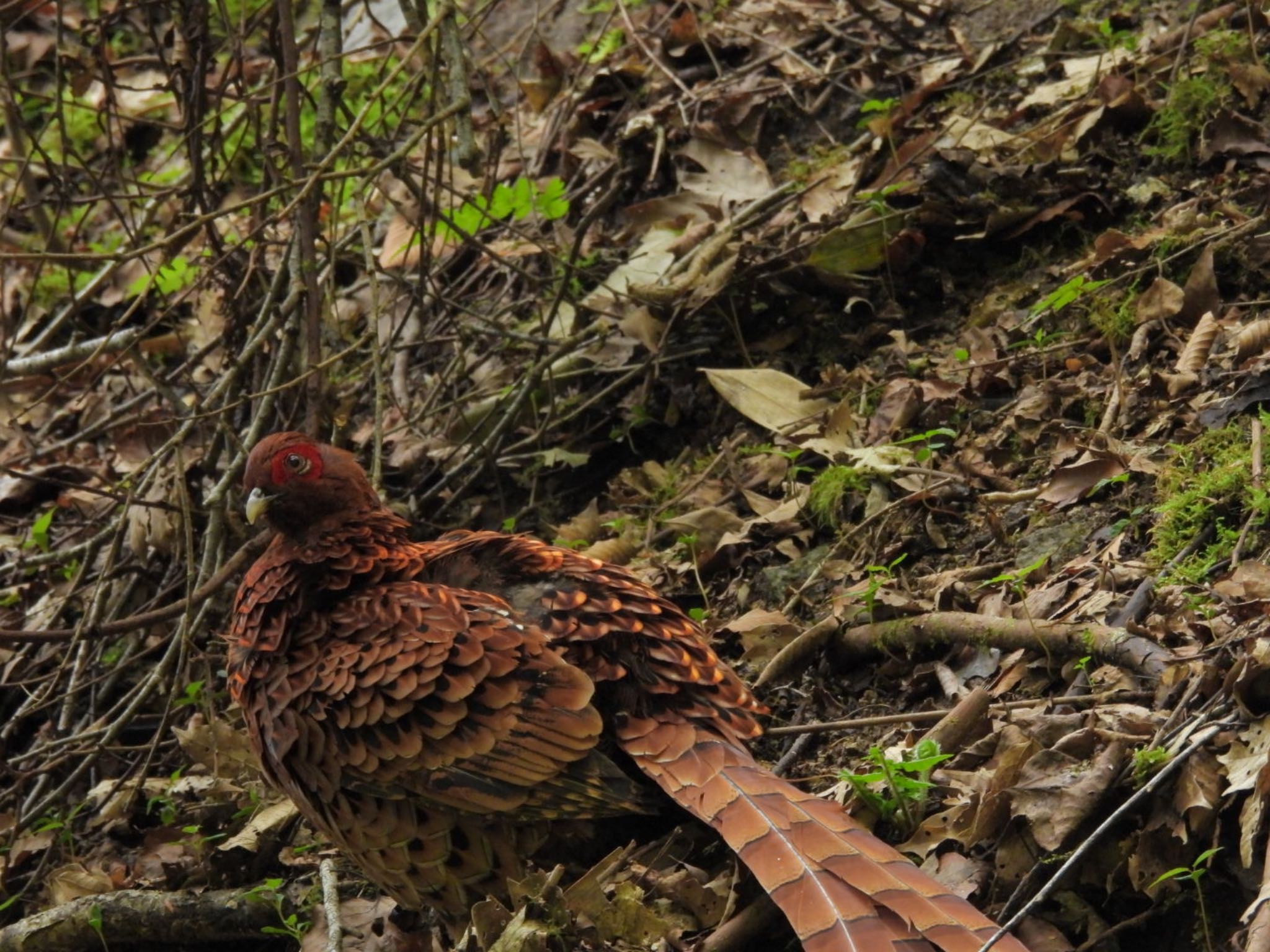 Photo of Copper Pheasant at 金剛山 by トモカズ