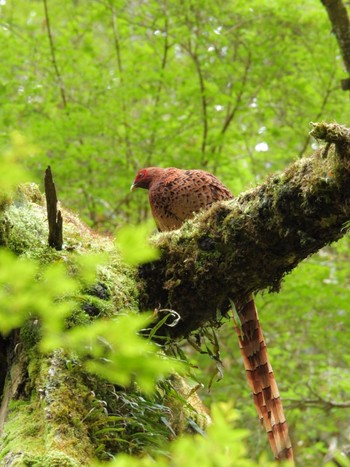 Copper Pheasant 金剛山 Mon, 4/29/2024