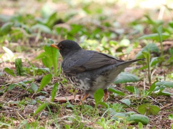 Japanese Thrush 出光カルチャーパーク(苫小牧) Mon, 4/29/2024