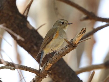 Red-flanked Bluetail 出光カルチャーパーク(苫小牧) Mon, 4/29/2024