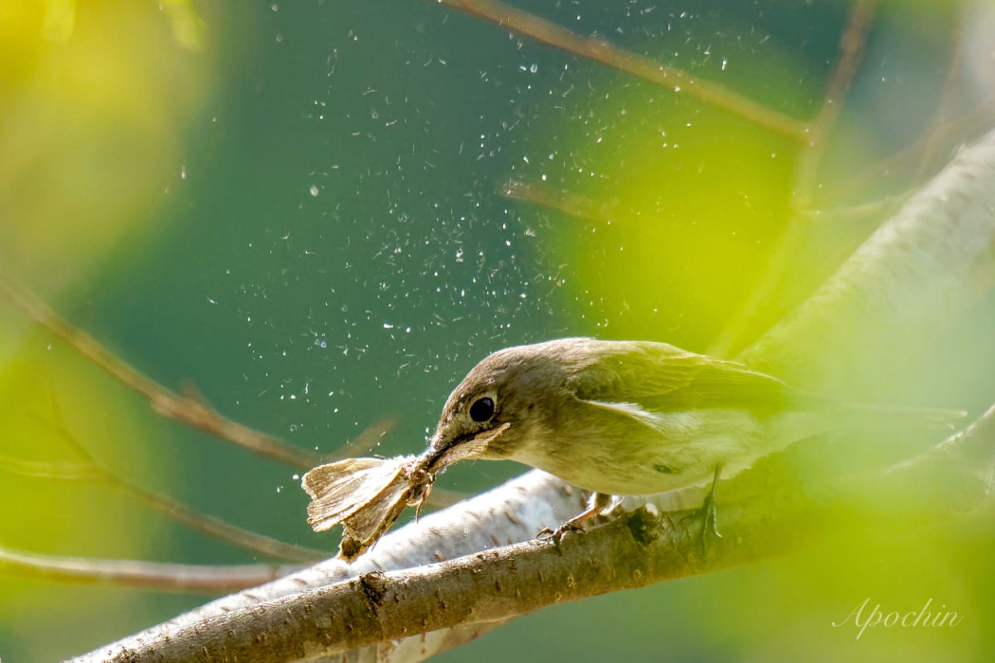 Asian Brown Flycatcher