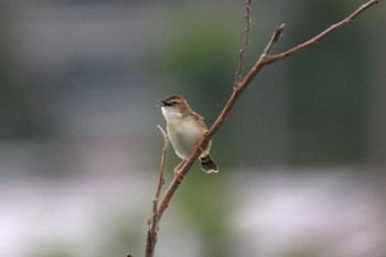 Zitting Cisticola 横浜市緑区小山町 Tue, 4/30/2024