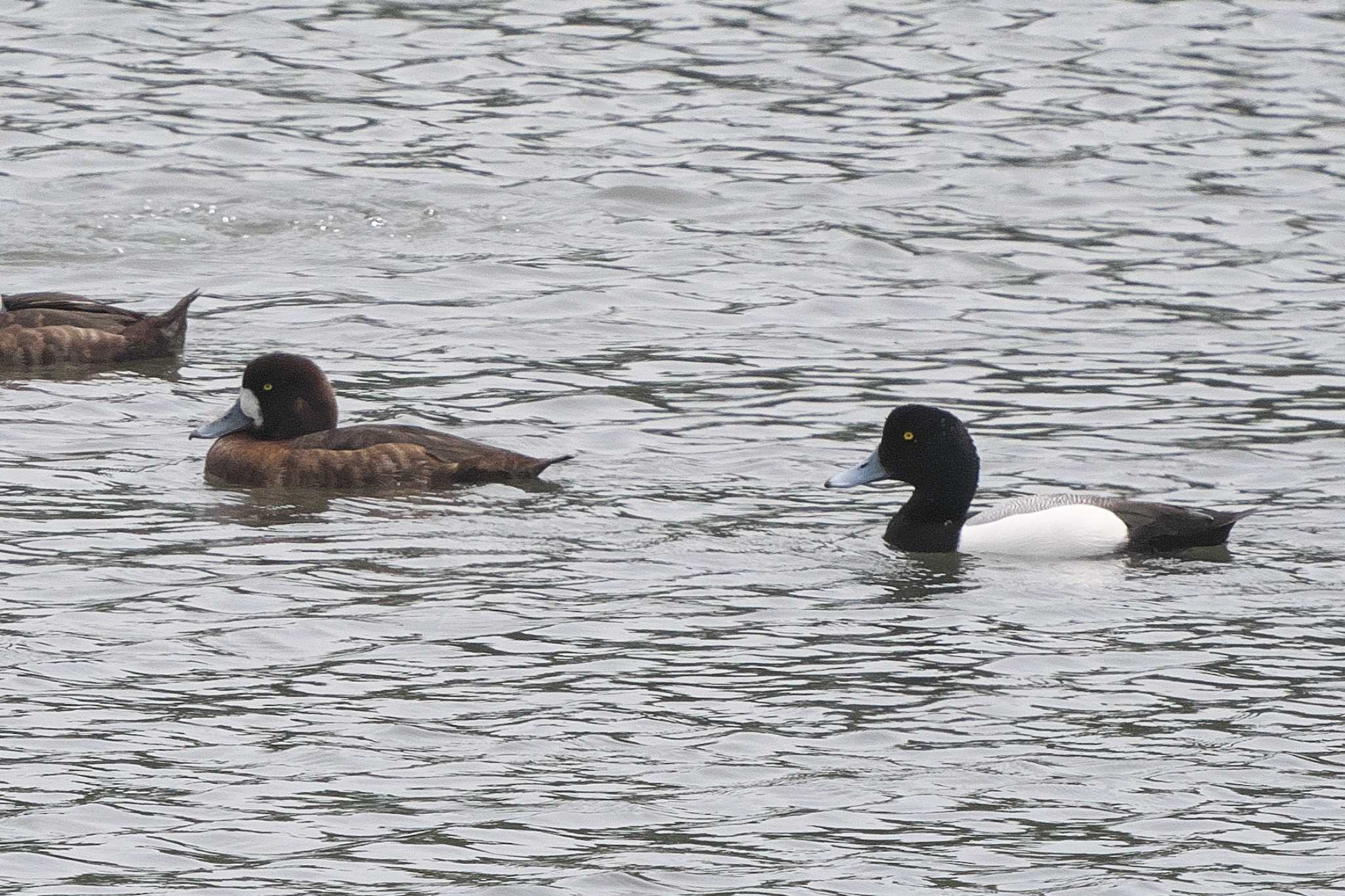 Photo of Greater Scaup at Tokyo Port Wild Bird Park by Y. Watanabe