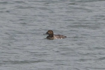 Common Pochard Tokyo Port Wild Bird Park Mon, 4/29/2024